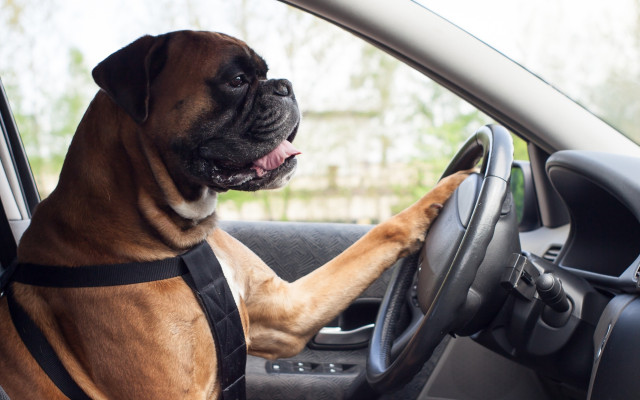 Kutyák szállítása az autóban: minden, amit tudnod kell